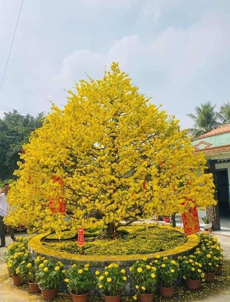 NBTN HOA ĐÀO- HOA MAI